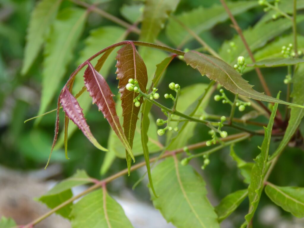 Neem Tree
