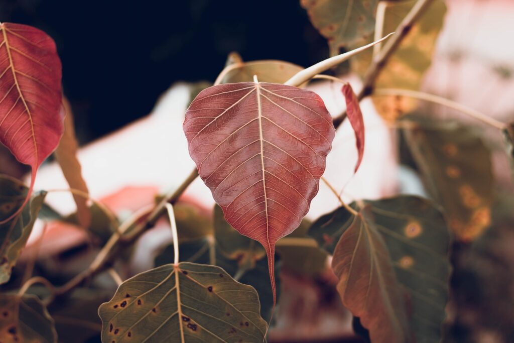 Peepal Tree