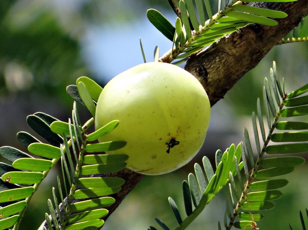 Phyllanthus acidus - ಬೆಟ್ಟದ ನೆಲ್ಲಿಕಾಯಿ ಮರ