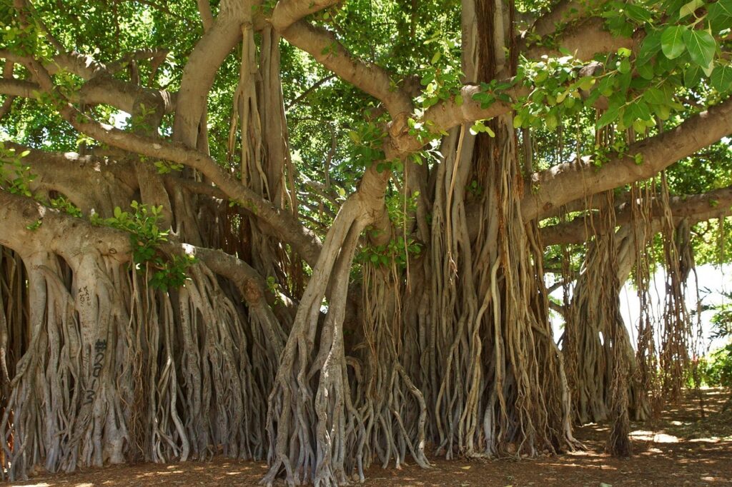 banyan-tree
