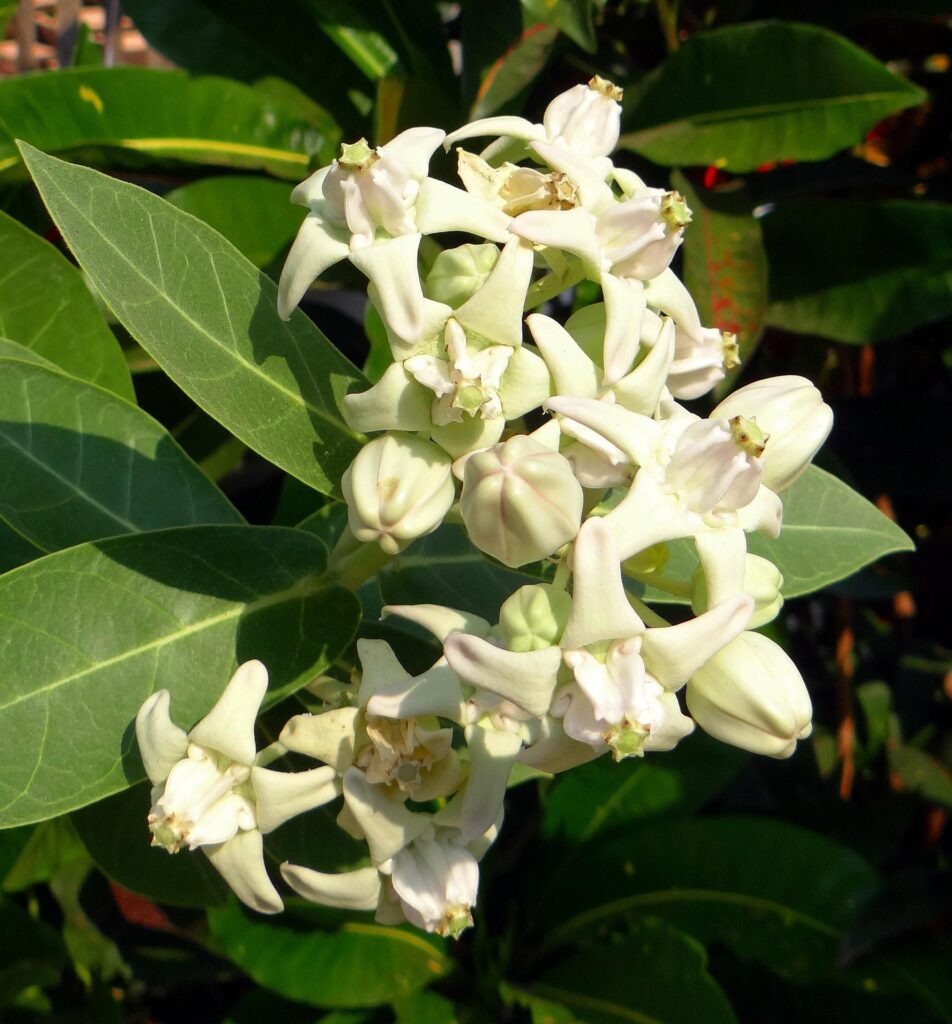 calotropis-ಎಕ್ಕದ ಗಿಡ