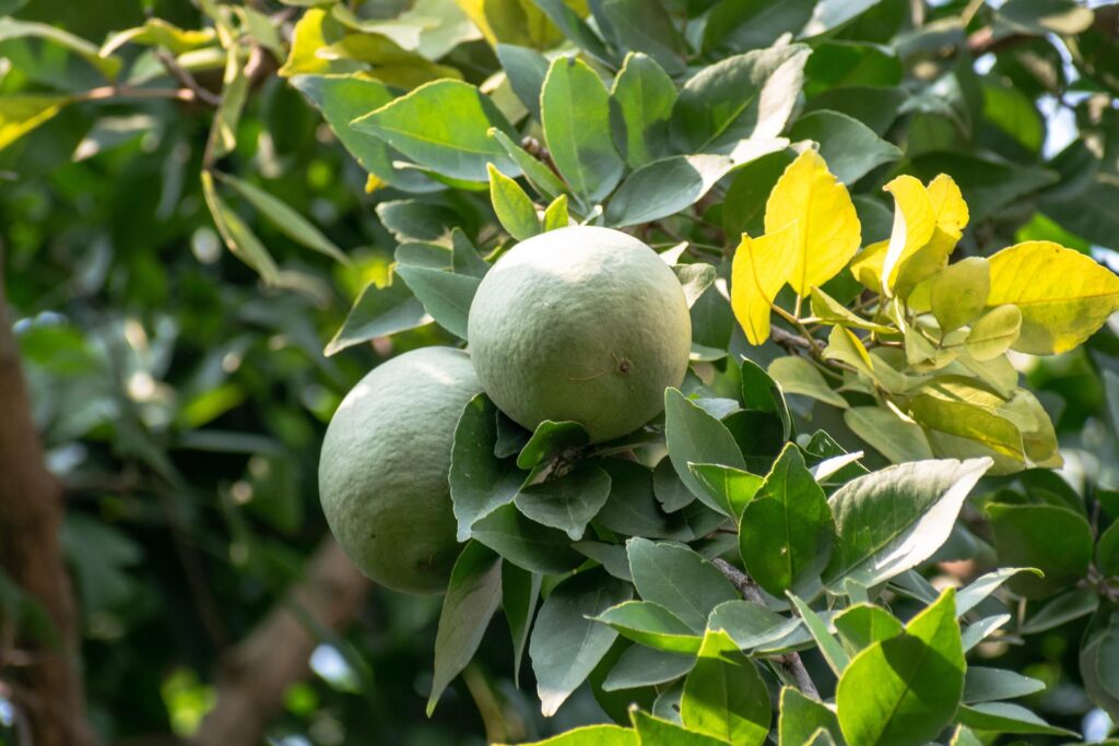 ಬಿಲ್ವ ಮರ – Bael Tree